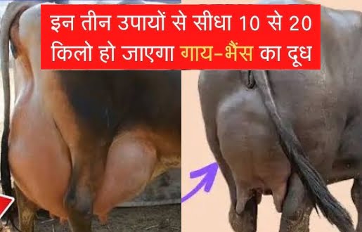 गाय का दूध बढ़ाने की सबसे सस्ती विधि